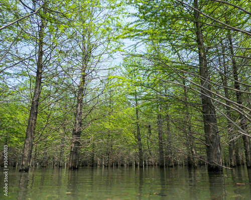 Metasequoia, woods, trees planted in the water. Very cool and beautiful in summer.
