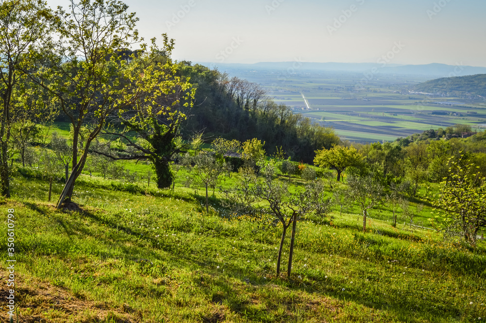 Lush vegetation on Euganean Hills at spring, near Este, Padova, Italy