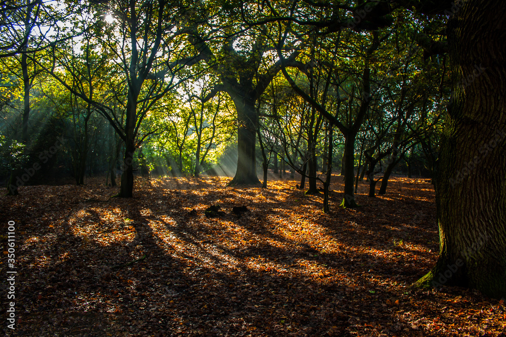 Autumn in the woods Autumn in the woods
