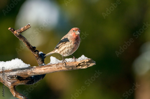 House Finch on a branch in the winter with snow