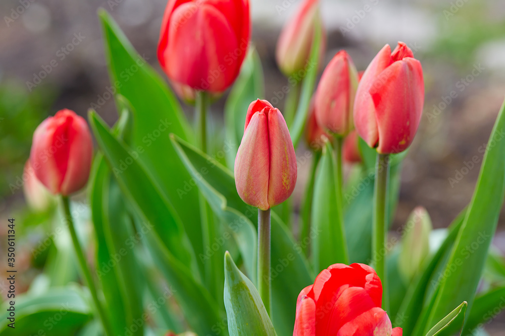 growing beautiful red tulips in garden