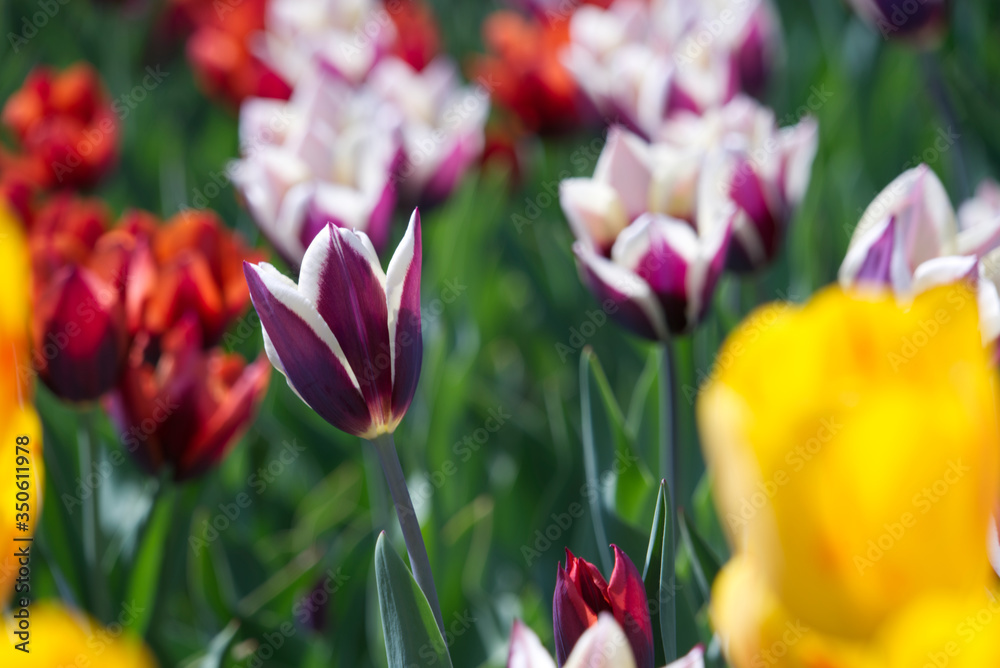 Beautiful Tulips on a spring day Beautiful Tulips on a spring day