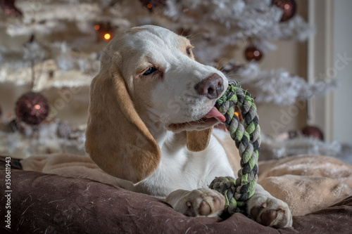 Fototapeta Naklejka Na Ścianę i Meble -  Beagle Christmas