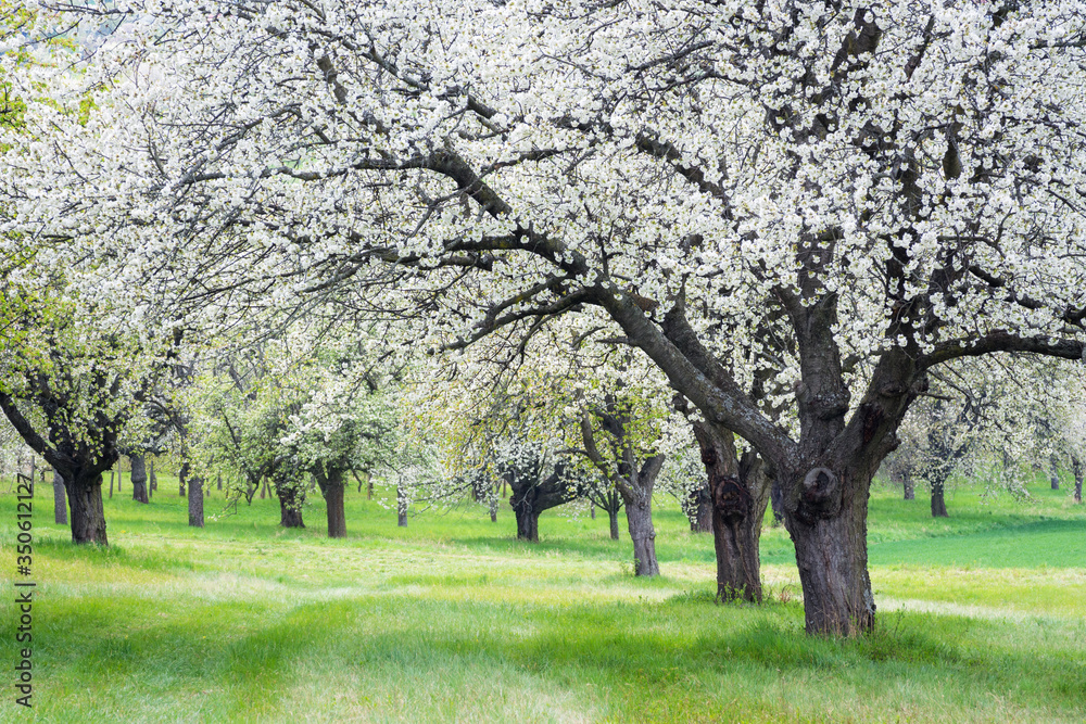 Cherry tree grove in full bloom in Spring Cherry tree grove in full bloom in Spring
