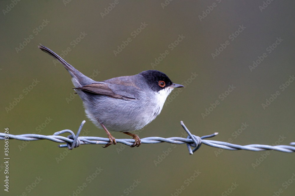 Fototapeta premium Sardunyalı ötleğen, Sylvia melanocephala, bush dalında bekar erkek.