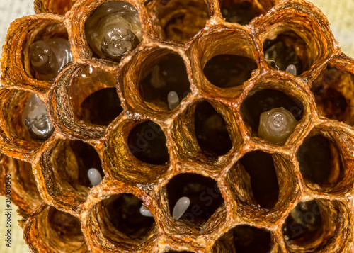 Beehive or wasp's nest. Detail of a wasp nest with larvae and honey inside.