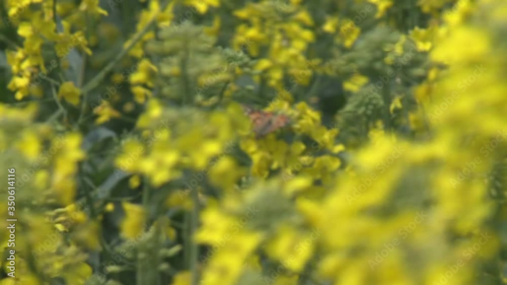 Close-up of colored flowers of canola, rapeseed, yellow background Close-up of colored flowers of canola, rapeseed, yellow background