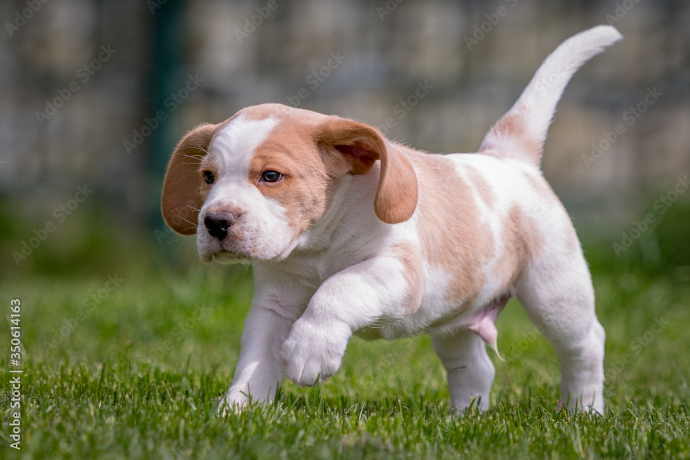 Happy beagle puppy