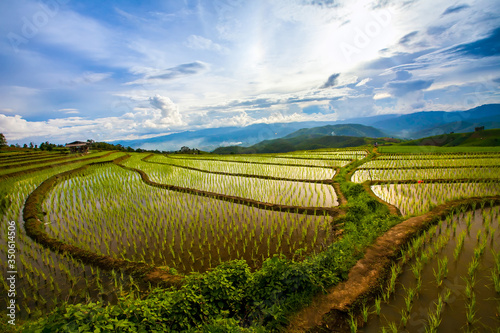Фотография Beautiful landscape view of rice terraces and cottages in the rainy season and m