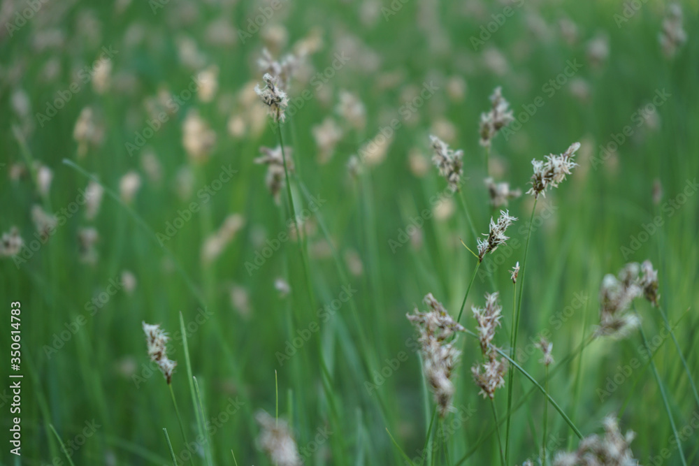 Blooming grass in the meadow. Green grass landscape. Close-up. Village scene. View of green grass at sunset. Detail. Calm and silence of the wild.