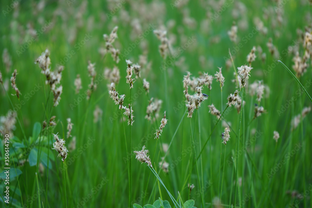 Blooming grass in the meadow. Green grass landscape. Close-up. Spring meadow background. Country scene. View of fresh bright spring green grass. Detail. Blooming grass in the meadow. Green grass landscape. Close-up. Spring meadow background. Country scene. View of fresh bright spring green grass. Detail.