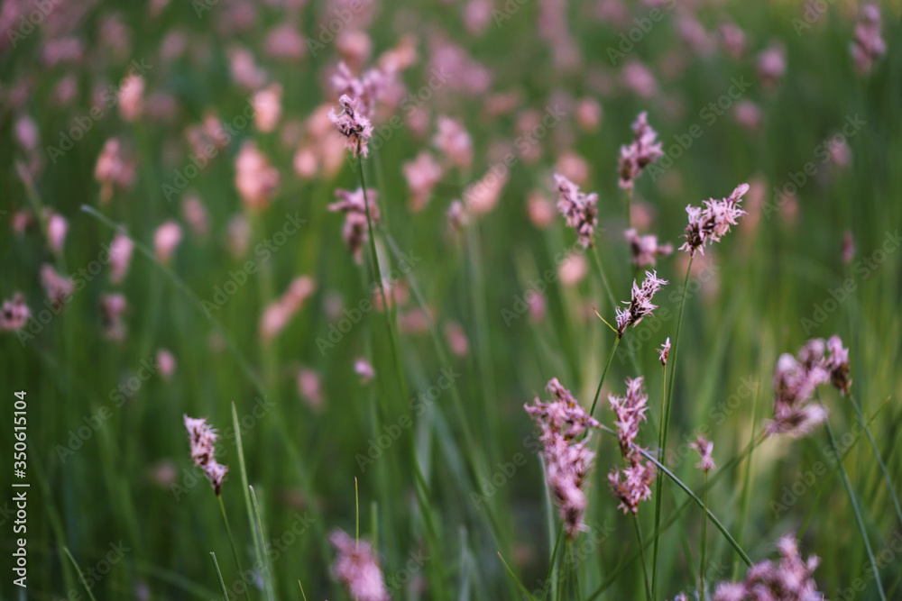 Pink wildflowers in the grass at sunset. Flowers in the meadow landscape. Close-up. Evening countryside background. Quiet. Rural scene. Calm.