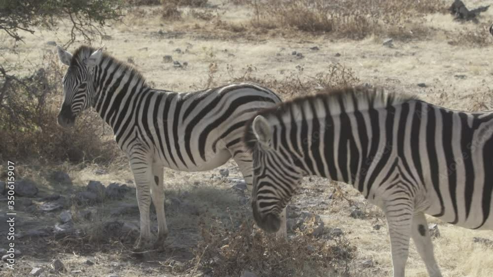 Side view of zebras at national park during sunny day - Etosha National Park, Namibia Side view of zebras at national park during sunny day - Etosha National Park, Namibia