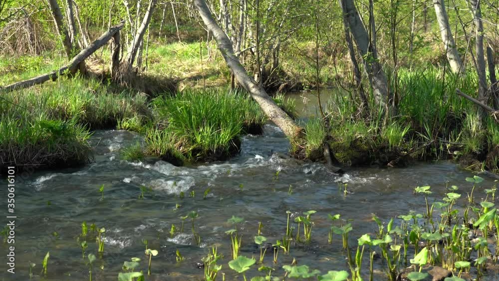 Water erodes the roots of trees. Spring forest river glistens in the sun. A bubbling spring stream washes the shore. Young fresh grass by a stormy river. The tree trunk leaned over the stream. Water erodes the roots of trees. Spring forest river glistens in the sun. A bubbling spring stream washes the shore. Young fresh grass by a stormy river. The tree trunk leaned over the stream.