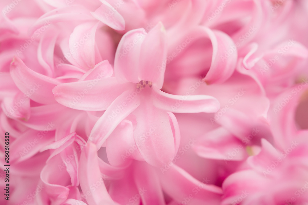 Artistic macro shot of a Hyacinth close-up Artistic macro shot of a Hyacinth close-up