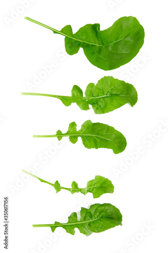 fresh rucola isolated on white background photo