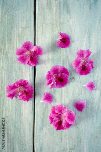 pink pelargonium isolated on white background