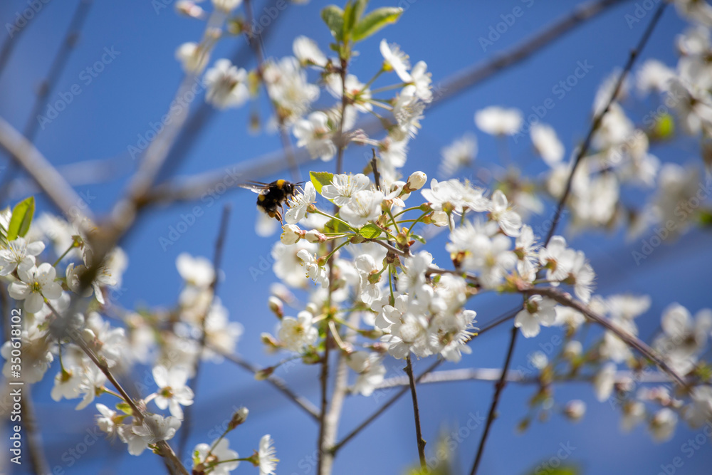Obraz premium Cherry blossom trees in spring