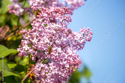 Lilac flower