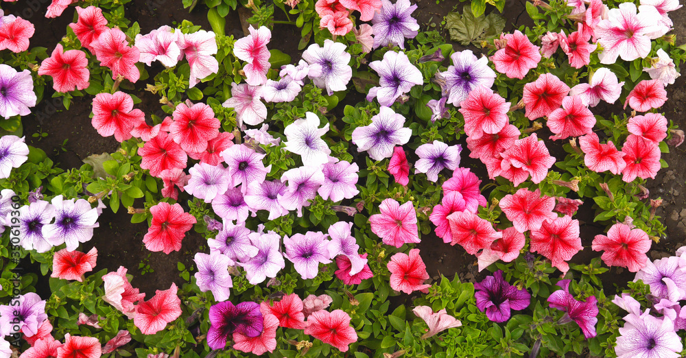 A nature photo is a beautiful petunia flower. Plant Petunia flower with blooming pink petals. Petunia flower flowerbed with open buds