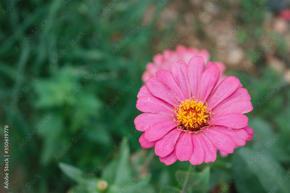 Defocused and blurred image for background. Pink zinnia elegans flowers. Common Zinnia (Zinnia elegans) bloom in garden. copy space. vintage style. Defocused and blurred image for background. Pink zinnia elegans flowers. Common Zinnia (Zinnia elegans) bloom in garden. copy space. vintage style.