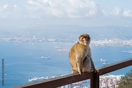 Close up of a wild macaque or Gibraltar monkey © Diana Vyshniakova
