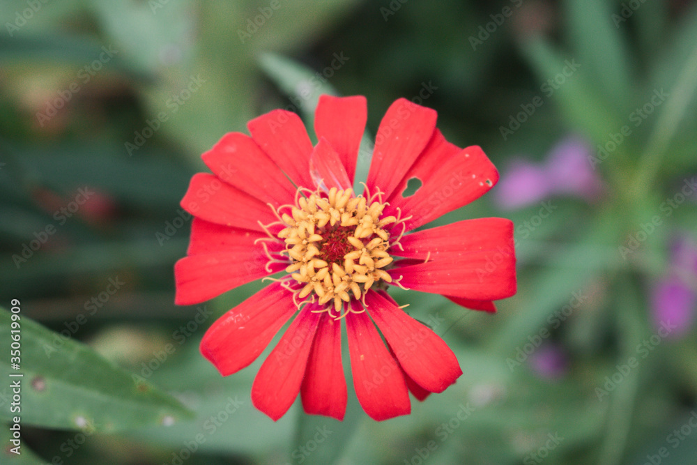 Defocused and blurred image for background. Red zinnia elegans flowers. Common Zinnia (Zinnia elegans) bloom in garden. copy space. vintage style. Defocused and blurred image for background. Red zinnia elegans flowers. Common Zinnia (Zinnia elegans) bloom in garden. copy space. vintage style.