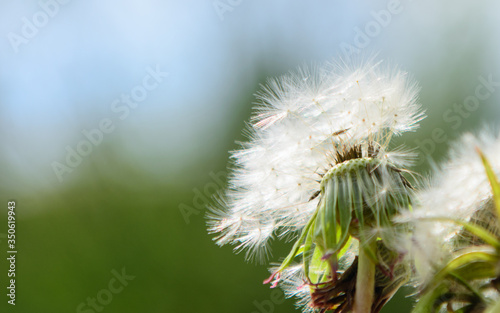 dandelion with flying seeds on a blurry spring background. Concept - the fragility of life  reproduction