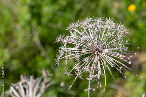 a wilted umbel of a wild carrot