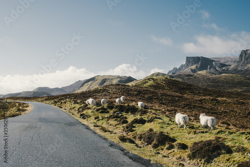 Sheep walking at edge of road