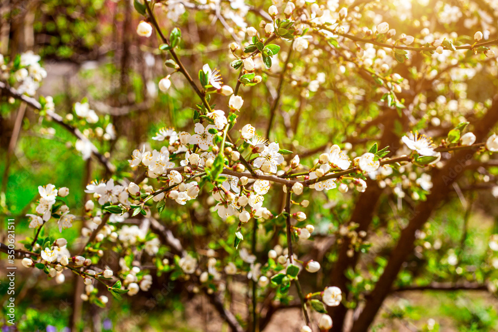 Fresh bright white flowers of blossoming asian cherry on green leaves background in the garden in spring close up. Fresh bright white flowers of blossoming asian cherry on green leaves background in the garden in spring close up.