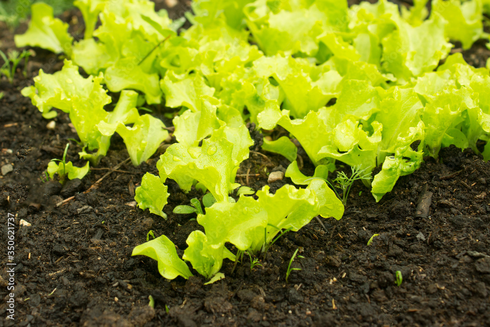 Young salad lettuce growing outdoors in vegetable garden, closeup. Fresh new leaves of green lettuce salad growing in soil in garden. Young salad lettuce growing outdoors in vegetable garden, closeup. Fresh new leaves of green lettuce salad growing in soil in garden.