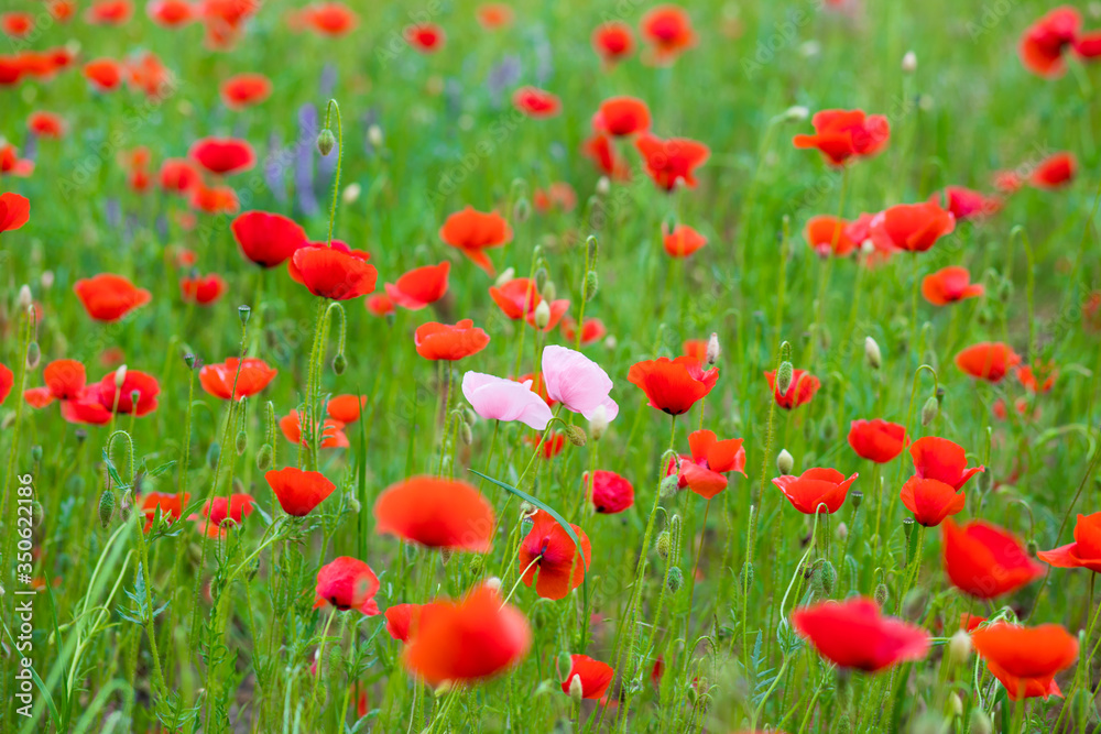 Fototapeta premium pink and red poppy