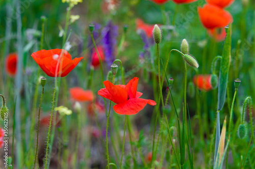 red poppy