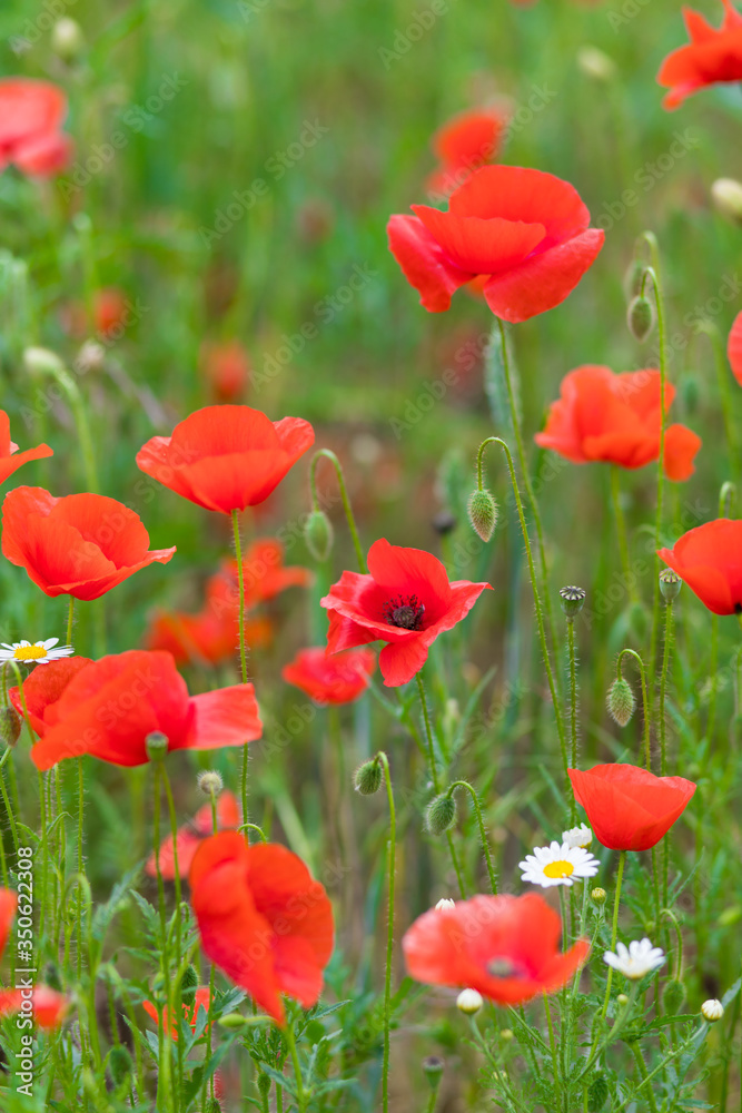 Fototapeta premium red poppy
