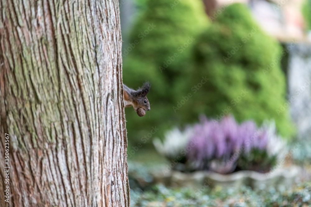 Obraz premium Eichhörnchen