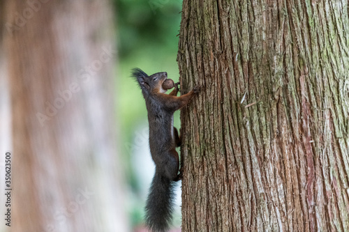 Eichhörnchen © Georg Hummer