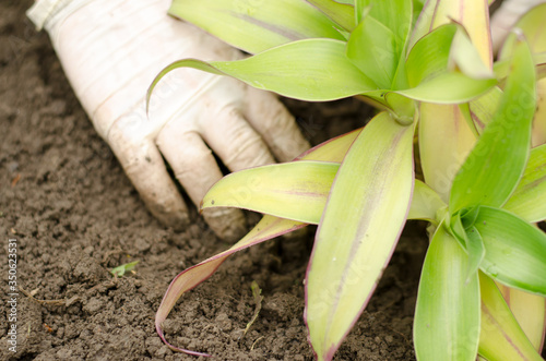 Golden mustache flower. A man plants a flower in the ground. Female hands plant a golden mustache in the ground.