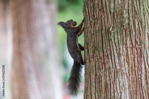 Eichhörnchen © Georg Hummer