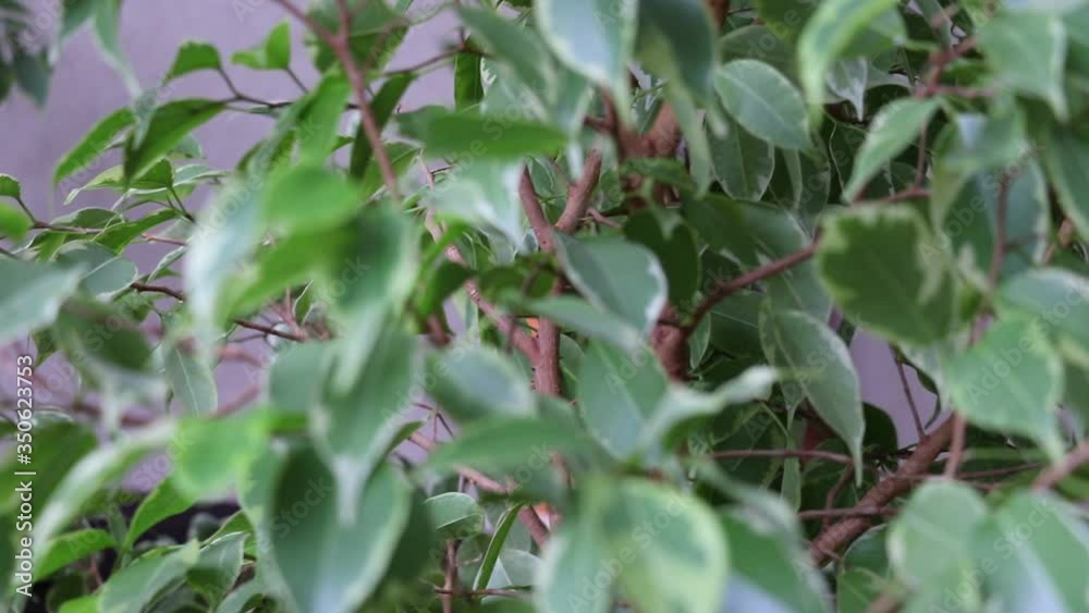 Leaves of ficus the tree. Houseplant care concept. Leaves of ficus the tree. Houseplant care concept.