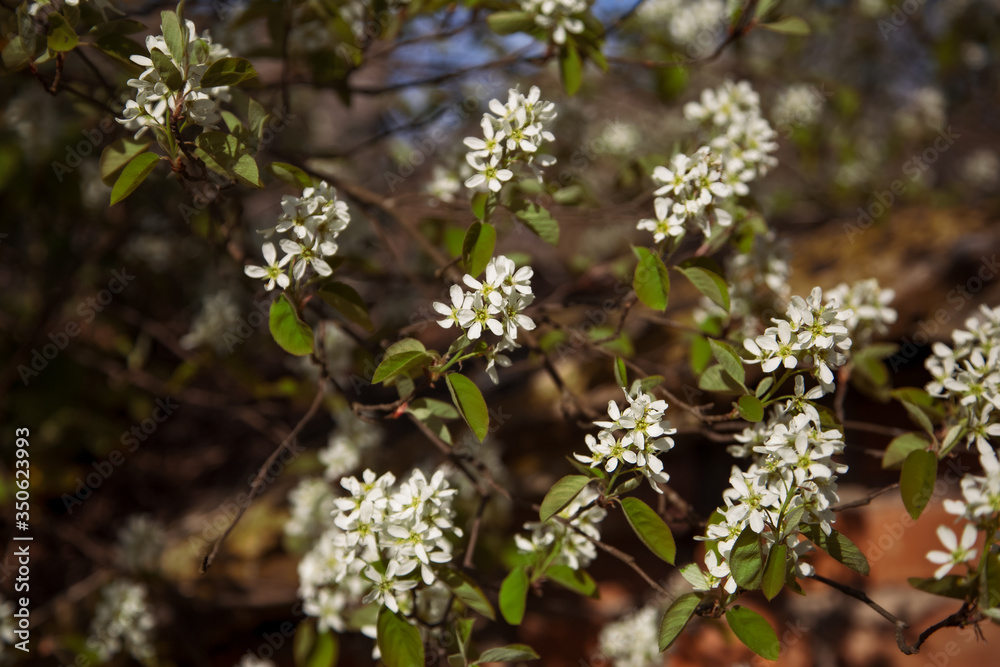 bird cherry flowers on a branch bird cherry flowers on a branch