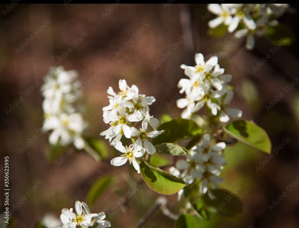 bird cherry flowers on a branch bird cherry flowers on a branch