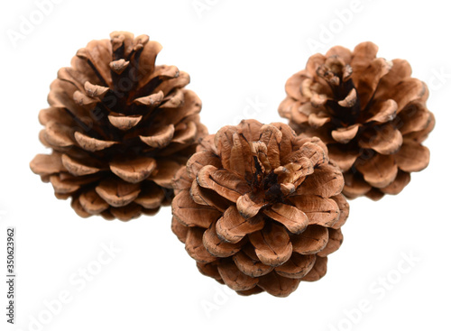 Pinecone isolated on white background.