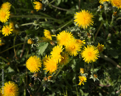 yellow dandelion flowers close-up © Olya Komarova