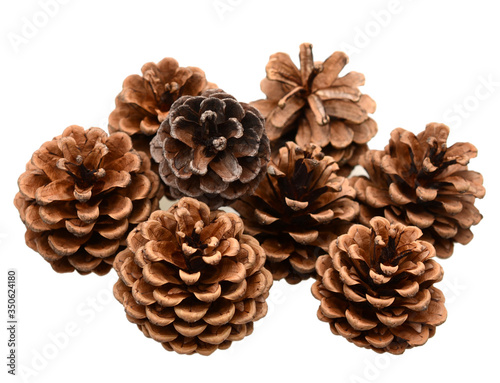 Assorted of Pine Cones against white photo