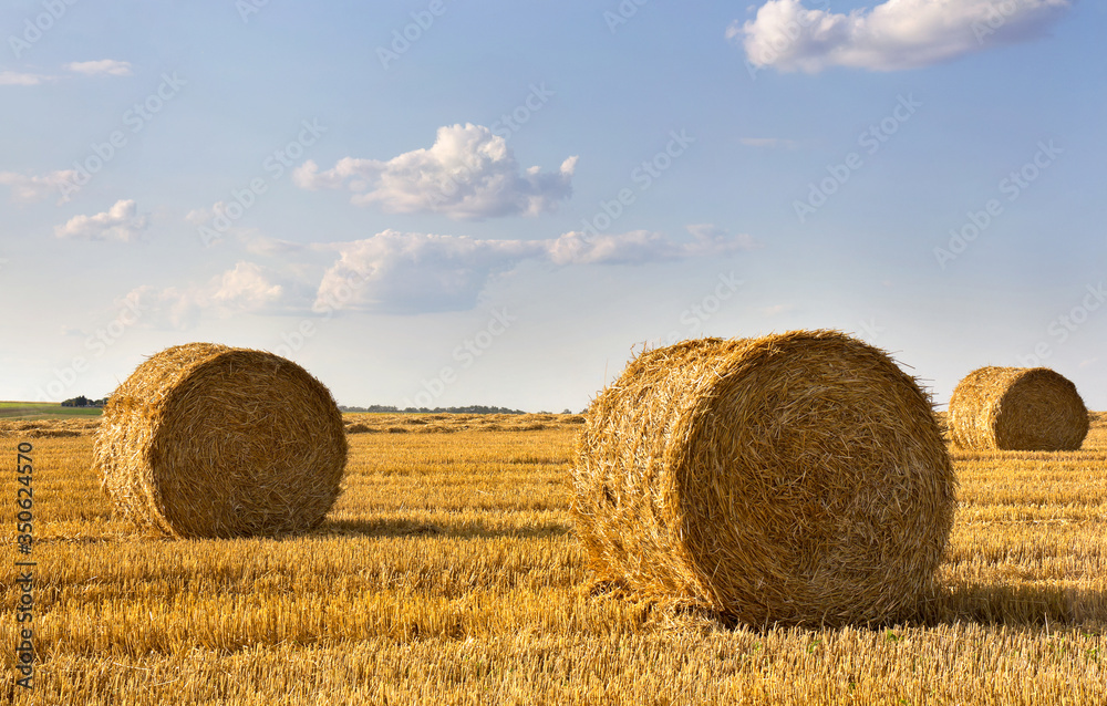 A field with straw bales after harvest on the sky background