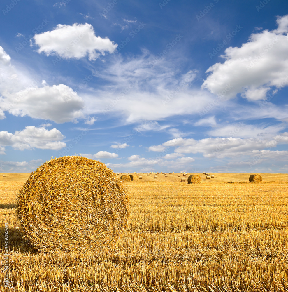 A field with straw bales after harvest on the sky background