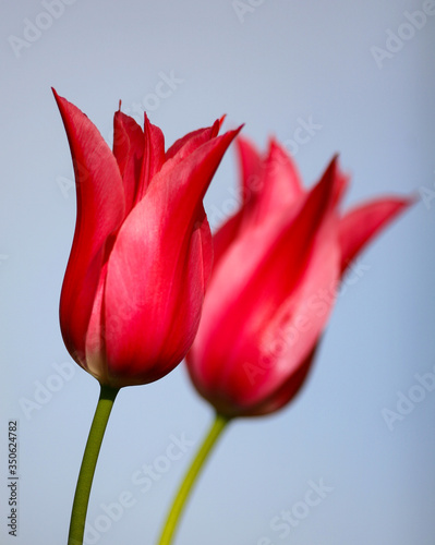 2 red tulips about to open