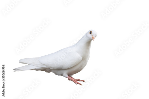 white carrier pigeon isolated on white background