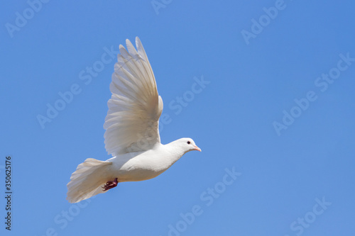 white dove symbol of peace flies in the blue sky